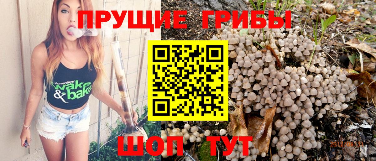Галлюциногенные грибы Psilocybine cubensis Острогожск